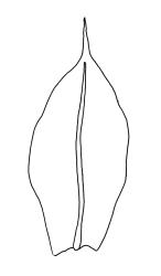 Entosthodon apophysatus, comal leaves. Entosthodon apophysatus drawn from K.W. Allison 8364, CHR 454696.
 Image: R.C. Wagstaff © Landcare Research 2019 CC BY 3.0 NZ